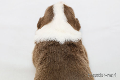 成約済の神奈川県のボーダーコリー-369083の2枚目